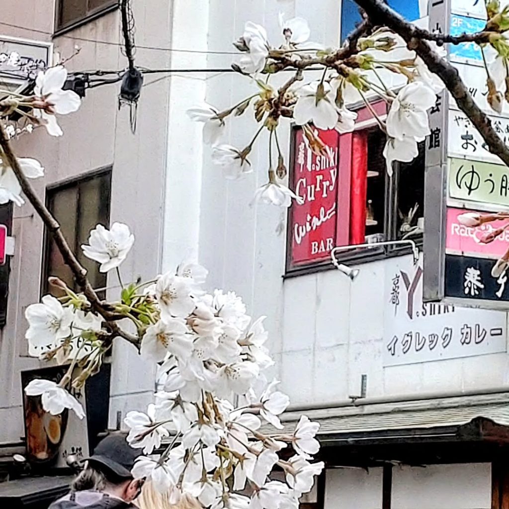 イグレック ヨシキ カレーの店の前の桜